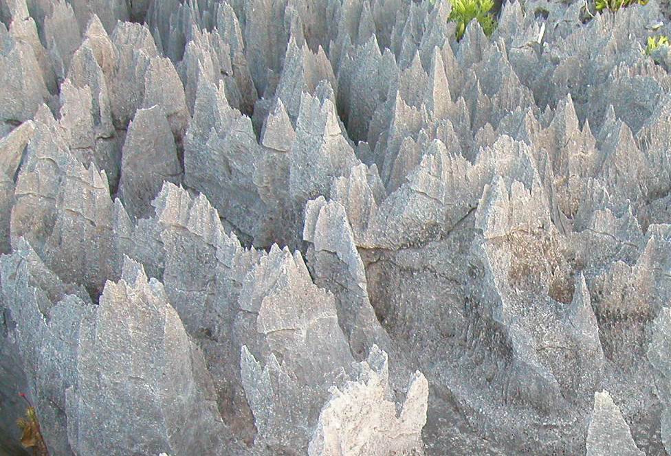 52madagascarfig5