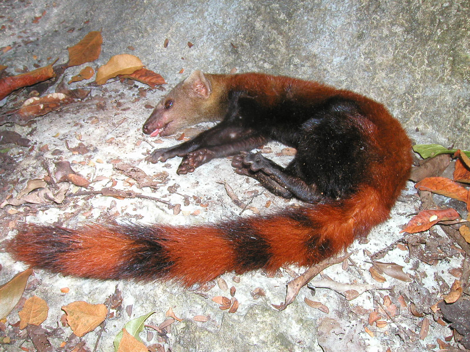52madagascarfig8