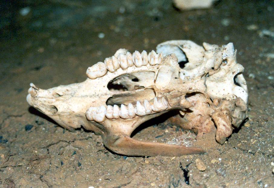 58ossuaries8