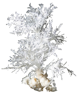 Aragonite, Kuratahi Cave, Waitomo. Photo by Kurt Joy