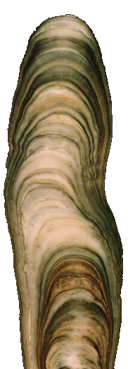 Stalagmite cross-section.  Photo by Paul Williams.